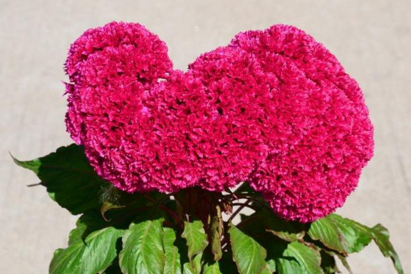 雞冠花怎么越冬,控制溫度并減少澆水