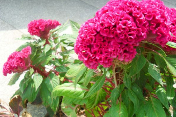 雞冠花怎么越冬,控制溫度并減少澆水