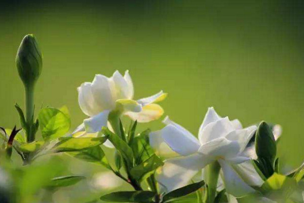 梔子花有花苞卻不開花是什么原因,光照、養分不足