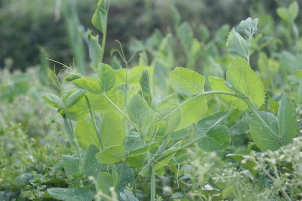 豌豆的種植方法和時(shí)間,春秋季種植成活率最高