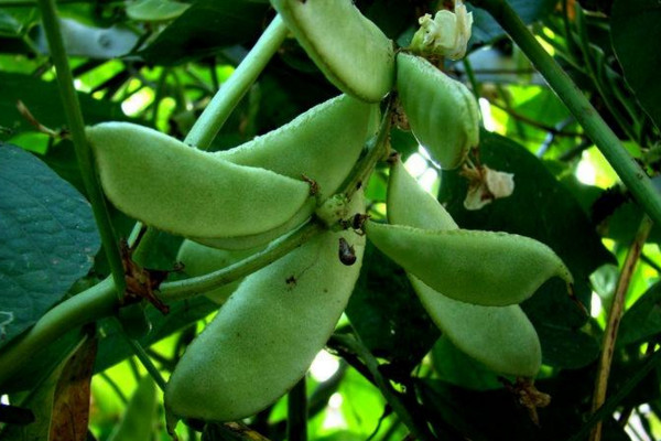 豌豆的種植方法和時(shí)間,春秋季種植成活率最高