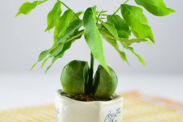 元寶樹多久澆一次水,春秋季每星期澆水1~2次