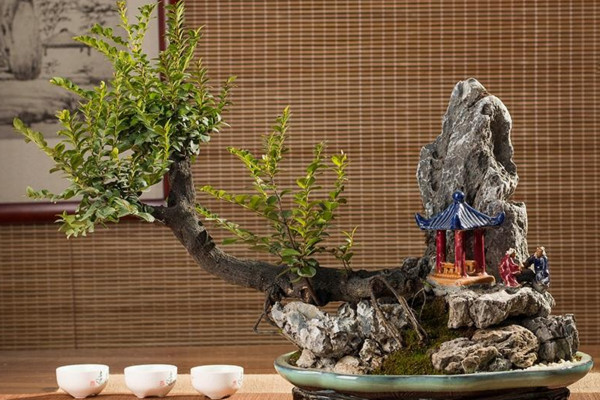小葉紫檀盆景怎么養(yǎng),5步教你養(yǎng)好小葉紫檀