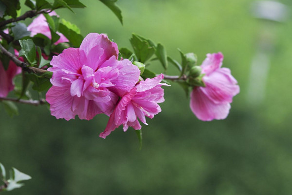 木槿花為什么不開花,可能是光照不足、盆土不適導致