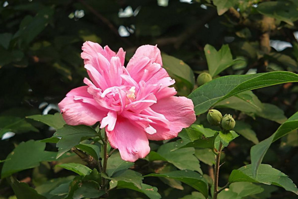 木槿花為什么不開花,可能是光照不足、盆土不適導致
