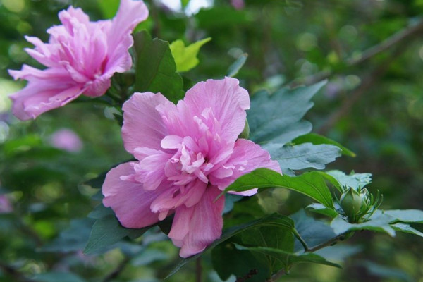 木槿花為什么不開花,可能是光照不足、盆土不適導致