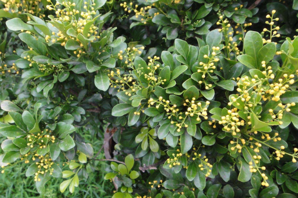 米蘭葉子發(fā)黃怎么辦,調(diào)整澆水及光照/通風(fēng)換盆