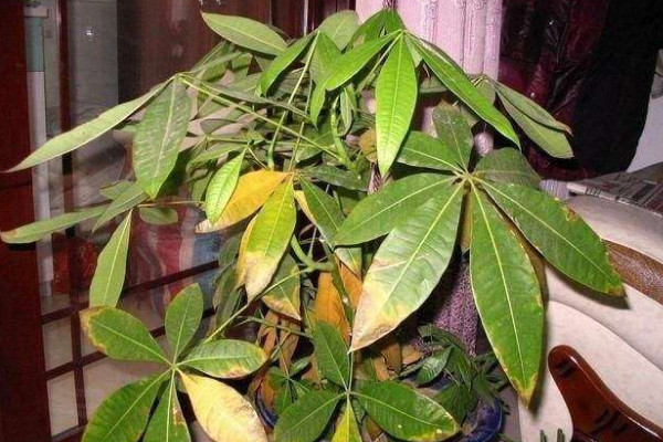 發財樹黃葉掉葉怎么辦,控水控肥/遮光殺菌