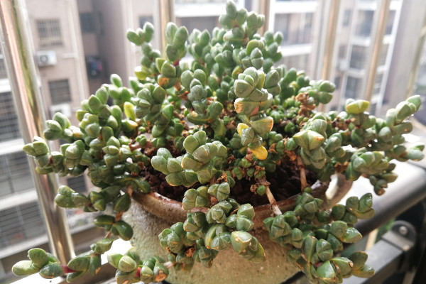 多肉綴化是什么意思,人工干預培養的變異植株