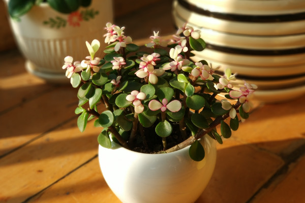 金枝玉葉什么時候開花,5月是花期(8~9月是果期)