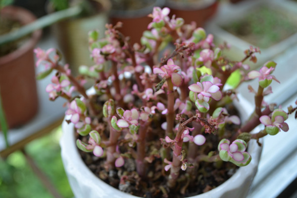 金枝玉葉什么時候開花,5月是花期(8~9月是果期)
