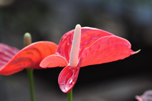 花期長的花有哪些,長春花/倒掛金鐘/四季海棠等