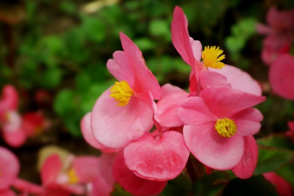 花期長的花有哪些,長春花/倒掛金鐘/四季海棠等