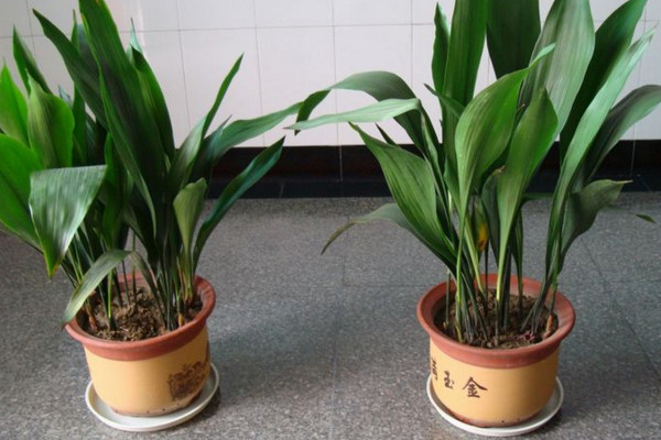 一葉蘭開花嗎,它的花期在3~4月