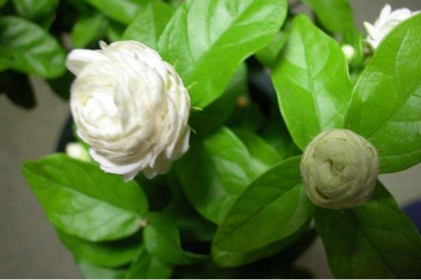 虎頭茉莉有毒嗎,沒有毒性可以方向養護