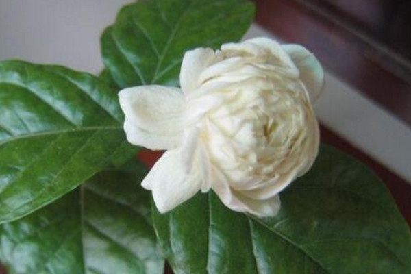 虎頭茉莉有毒嗎,沒有毒性可以方向養護