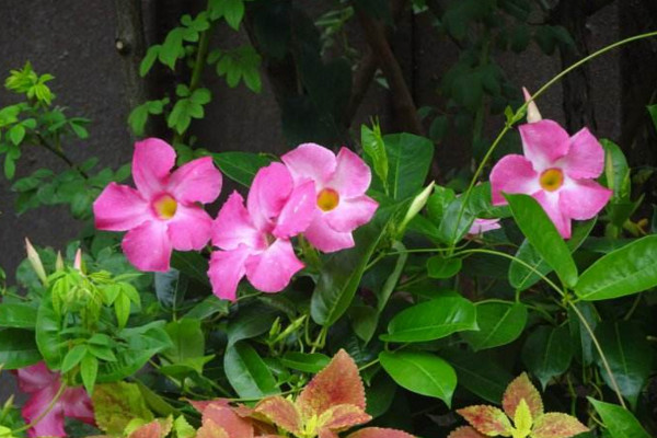 飄香藤冬天會(huì)死嗎,溫度低于10℃植株就會(huì)受凍