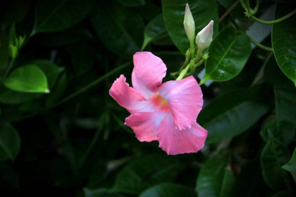 飄香藤冬天會(huì)死嗎,溫度低于10℃植株就會(huì)受凍