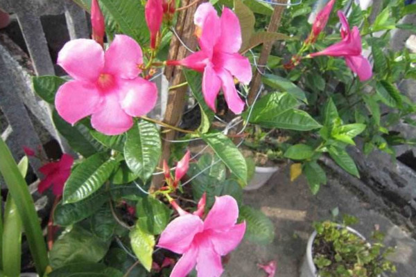 飄香藤冬天會(huì)死嗎,溫度低于10℃植株就會(huì)受凍