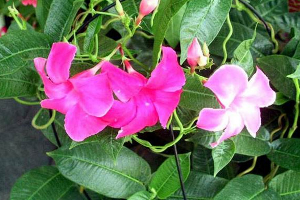 飄香藤冬天會(huì)死嗎,溫度低于10℃植株就會(huì)受凍