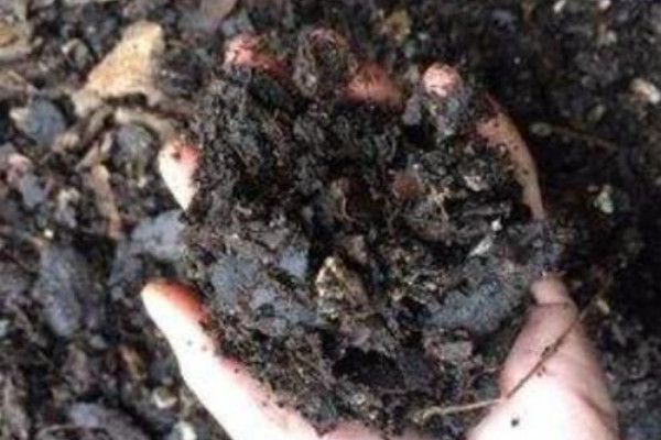 怎樣判斷松樹皮腐熟了,觀察顏色/氣味/干濕程度