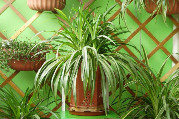 吊蘭為什么要放雞蛋殼,增加鈣磷元素促進(jìn)植根發(fā)育