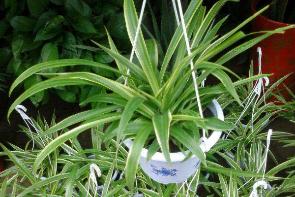 吊蘭為什么要放雞蛋殼,增加鈣磷元素促進(jìn)植根發(fā)育