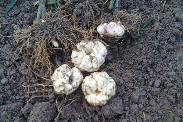 百合種球種植最佳時間,春秋兩季最合適