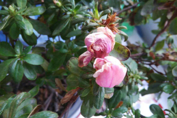 杜鵑花花蕾干枯的原因,光照太強/出現肥害等