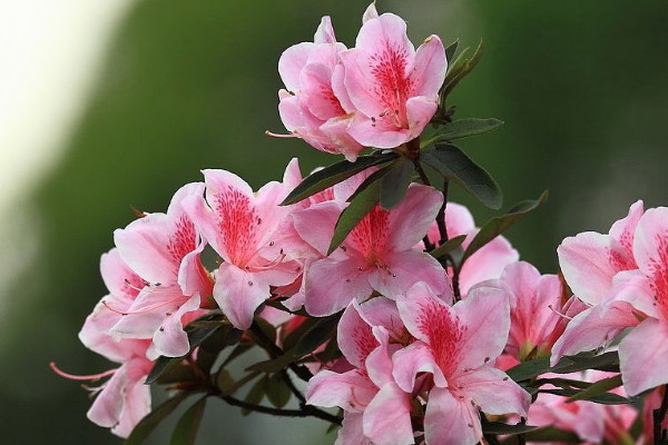 杜鵑花花蕾干枯的原因,光照太強/出現肥害等