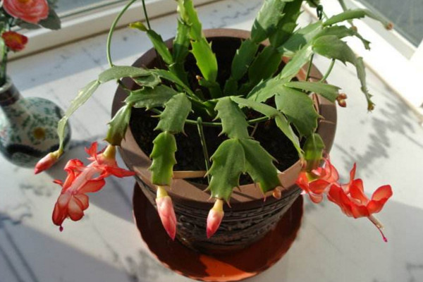 蟹爪蘭開花期間的養護,控制溫度并加強光照