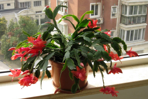 蟹爪蘭開花期間的養護,控制溫度并加強光照