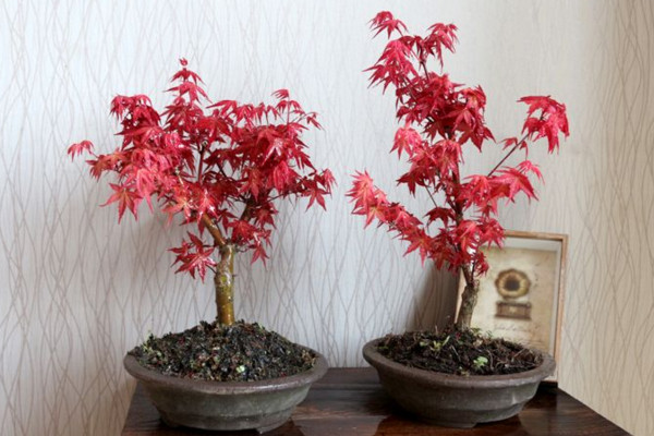 紅楓種子的種植方法,春秋季播種成活率最高