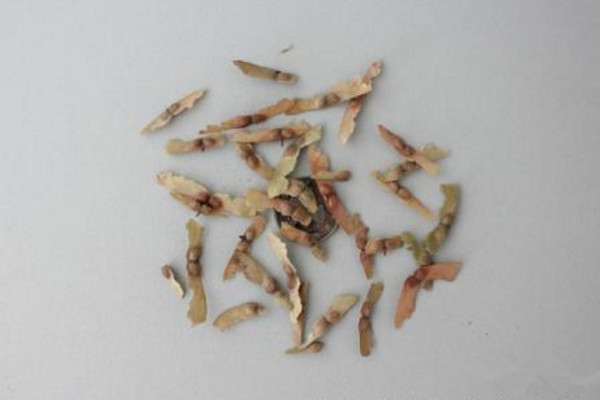 紅楓種子的種植方法,春秋季播種成活率最高