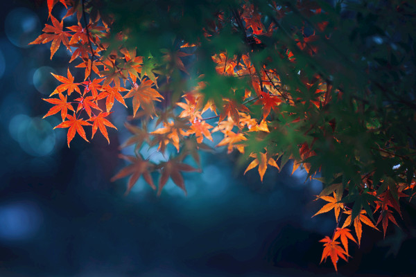 紅楓種子的種植方法,春秋季播種成活率最高