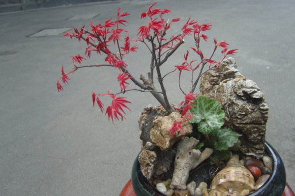 紅楓種子的種植方法,春秋季播種成活率最高