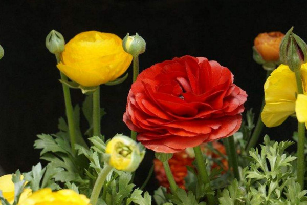 花毛茛開花后怎么養(yǎng),采集根塊繼續(xù)繁殖