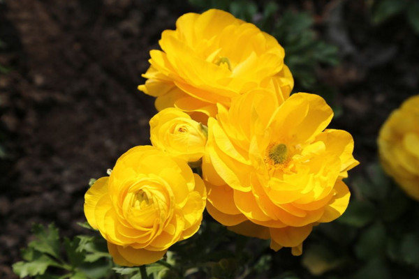 花毛茛開花后怎么養(yǎng),采集根塊繼續(xù)繁殖