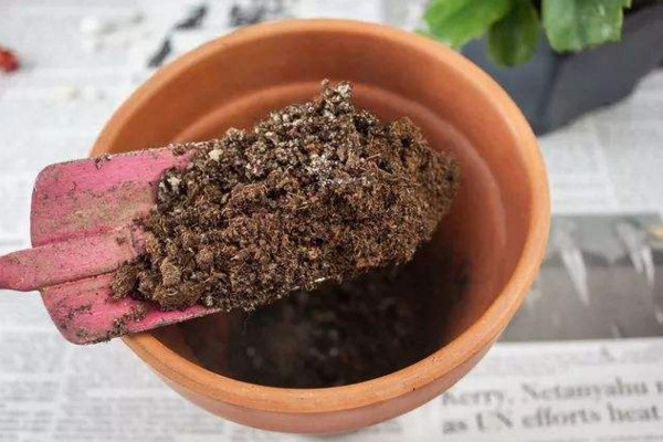 蟹爪蘭怎么換盆換土,4步即可完成蟹爪蘭的換盆