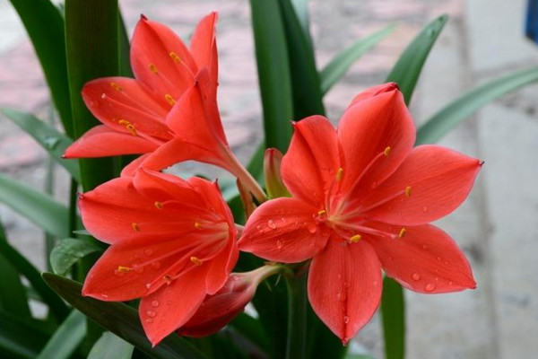 朱頂紅冬季怎么養,葉子枯萎后需要及時修剪
