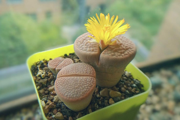 生石花多久開花,養殖1~3年的植株才有開花能力