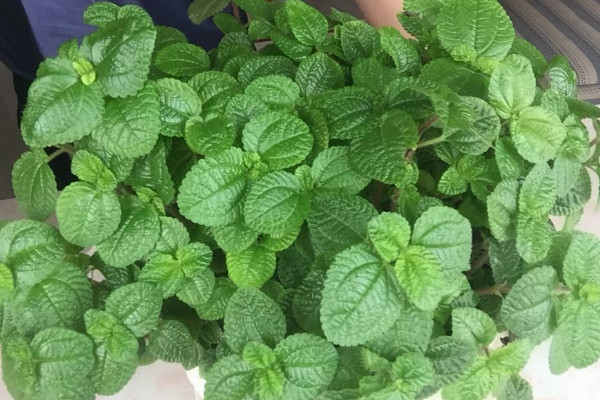 吸毒草的養殖方法,盆土干燥后再澆水灌溉