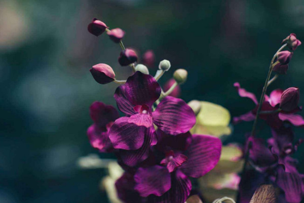 什么花最吸收甲醛,吊蘭/菊花/月季/紫羅蘭