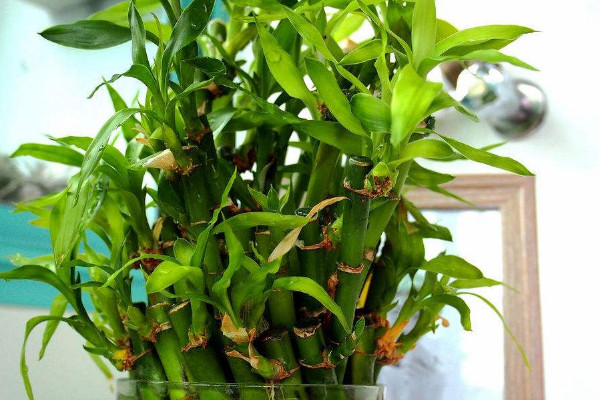 轉(zhuǎn)運(yùn)竹桿發(fā)黃了怎么辦,遮光控溫/調(diào)節(jié)水肥