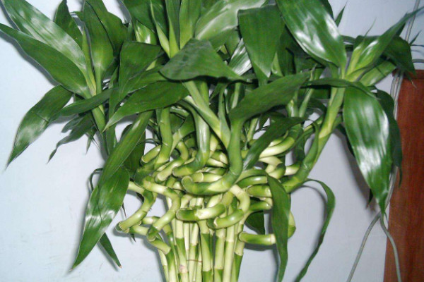 轉(zhuǎn)運(yùn)竹桿發(fā)黃了怎么辦,遮光控溫/調(diào)節(jié)水肥