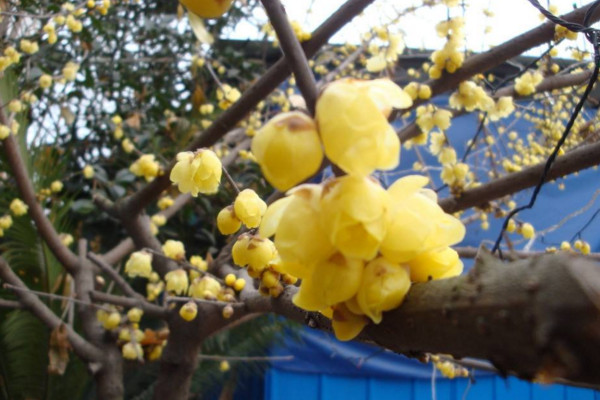 臘梅為什么不開花,可能是因為光照、養分不足