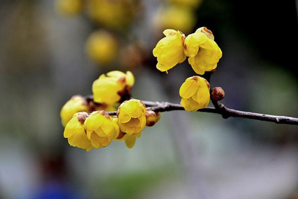臘梅為什么不開花,可能是因為光照、養分不足