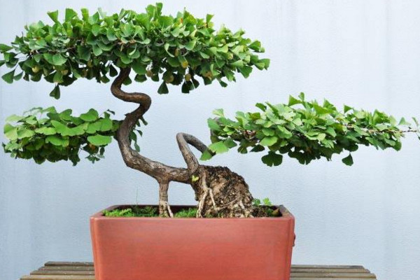 銀杏果怎么種植盆栽,4步即可完成銀杏果種植