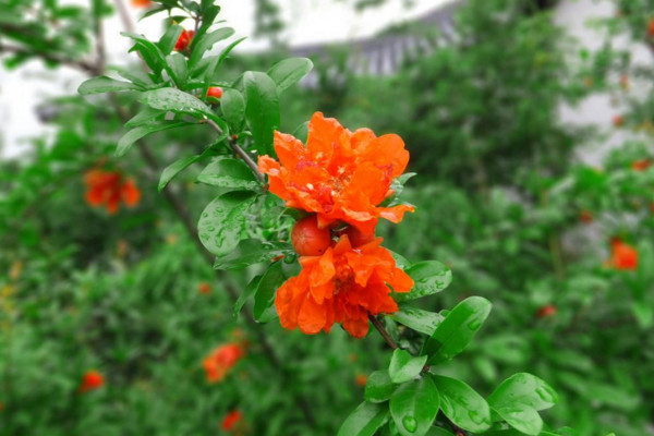 石榴花怎么養才長得好,土壤適宜并保證光照充足