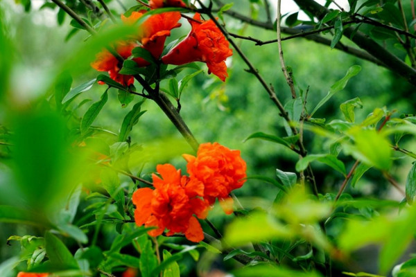 石榴花怎么養才長得好,土壤適宜并保證光照充足